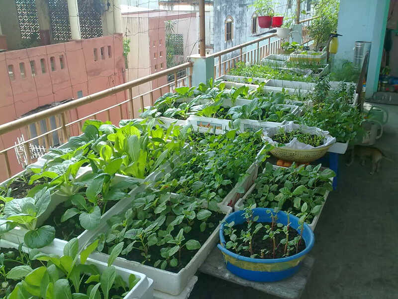 How to grow vegetables at home